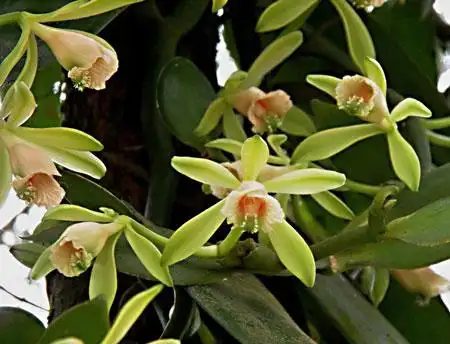 香草兰是什么样子的?香草兰图片及形态特征介绍