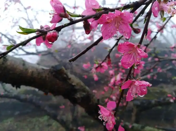 坪山桃花盛开,风景如画.