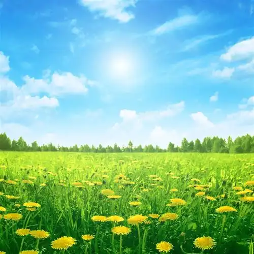 蓝天白云下的植物花海高清图片