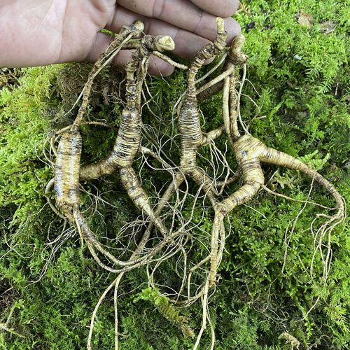 吉林长白山人参新鲜林下参林下播籽老山参残肢18-20年泡酒炖鸡料