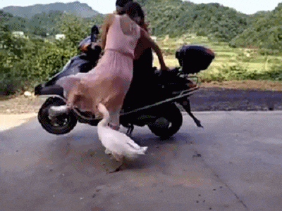 搞笑gif段子你开一个试试大家都不傻这次你傻了吧