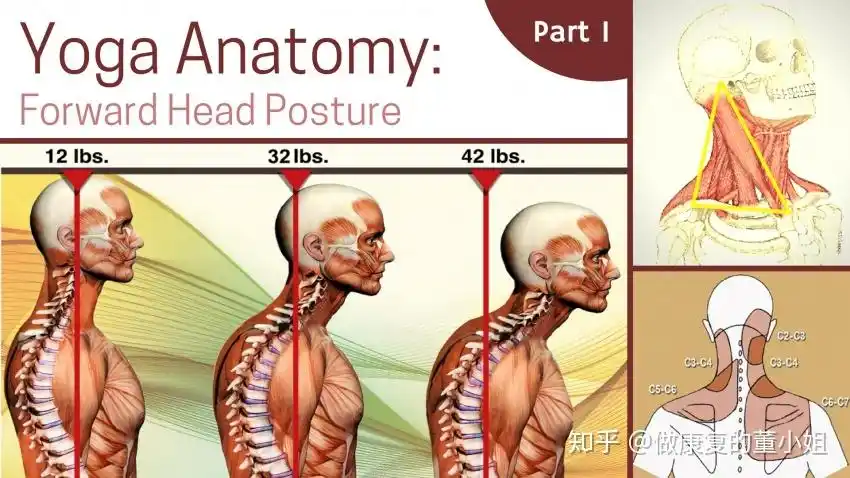 董小姐教你调体态part1头前引内附完整视频