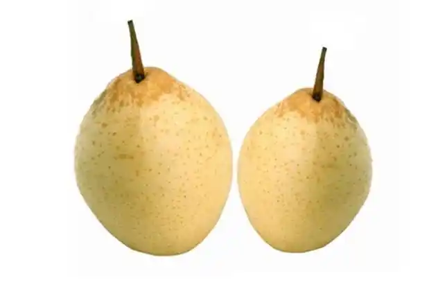 雪梨的功效与作用,吃梨有什么好处