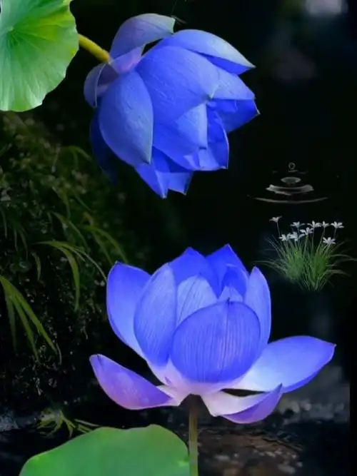 紫色莲花开好运自然来