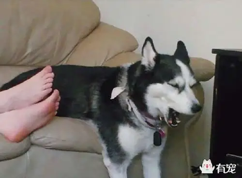 狗狗也怕臭脚?哈士奇闻主人脚后的表情亮爆了!