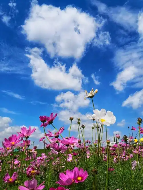 蓝天白云情依依