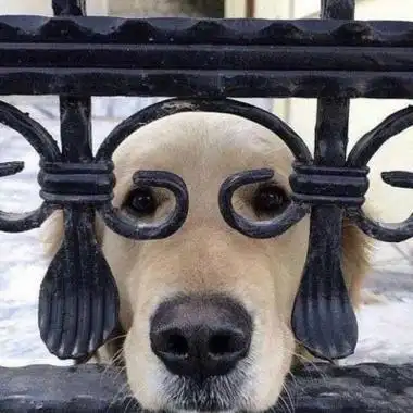 哈士奇头像高清搞笑图片微信狗狗头像大全