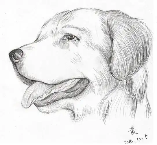 金毛,好喜欢的狗