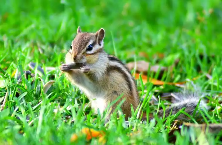 可爱呆萌的小松鼠