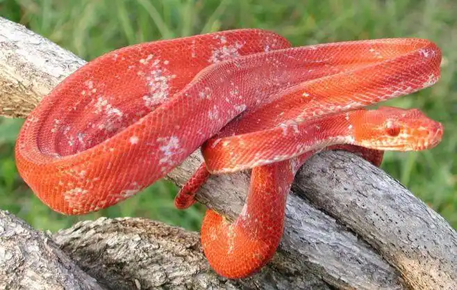 蛇年开头来个红蛇——这是一只少见的红色亚马逊树蚺,corallus hortul