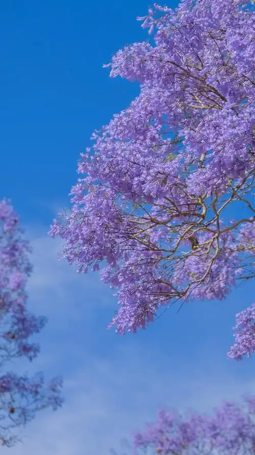 蓝花楹唯美清新摄影