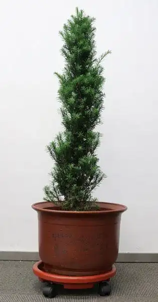 问苗新鲜空气的缔造者曼地亚红豆杉