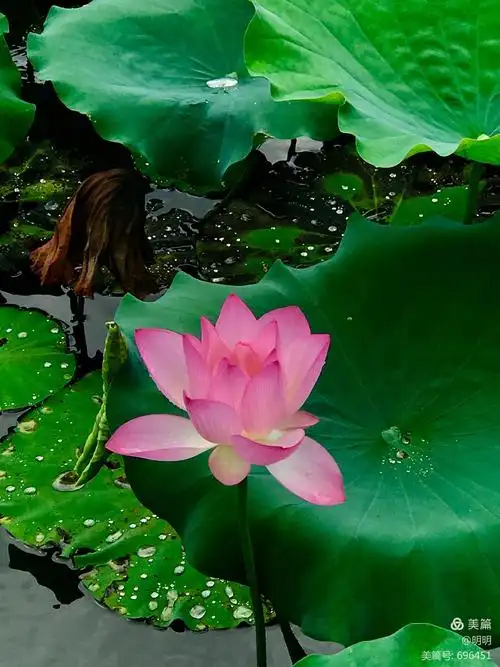 荷花绽放的时候(2019年手机拍摄)