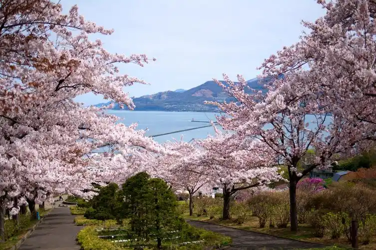 春桜北海道看樱花的时间和地点
