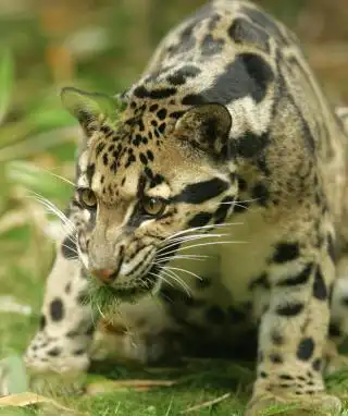clouded leopard picture for nokia x6