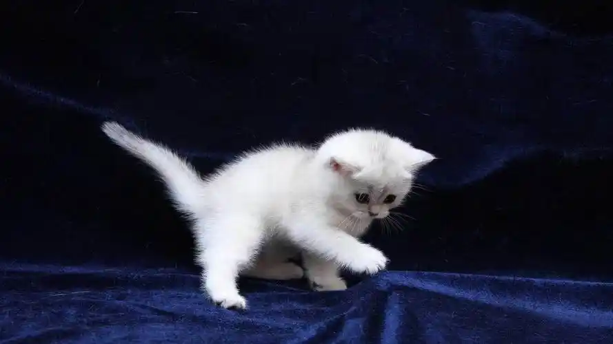 可爱猫咪高清壁纸