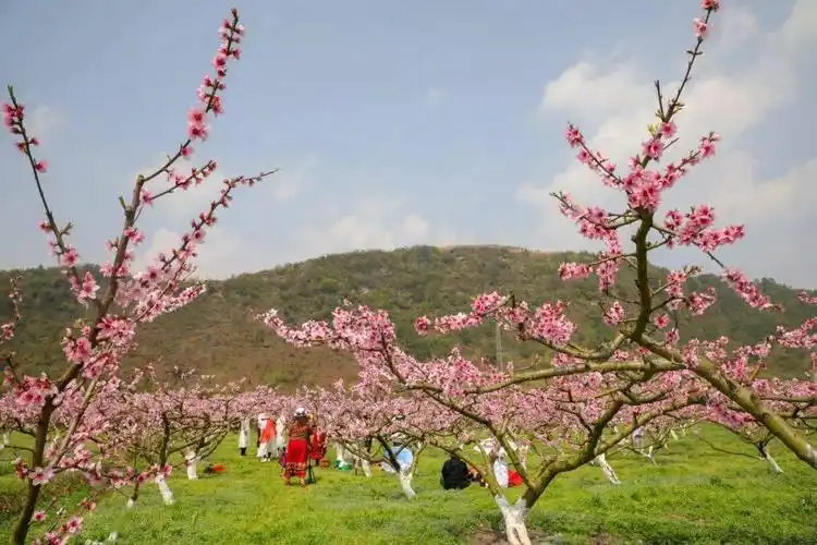 【是仙境吧!】 黔南这片桃园花开啦,美得醉人!_桃花