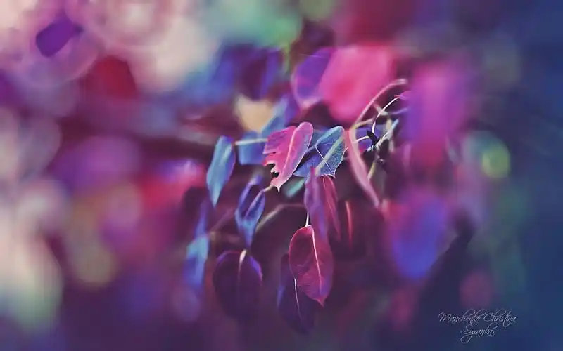 下载壁纸 1440x900 美丽的花园,紫色的叶子微距 桌面背景