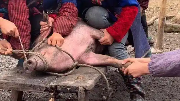 彝族美女杀猪了