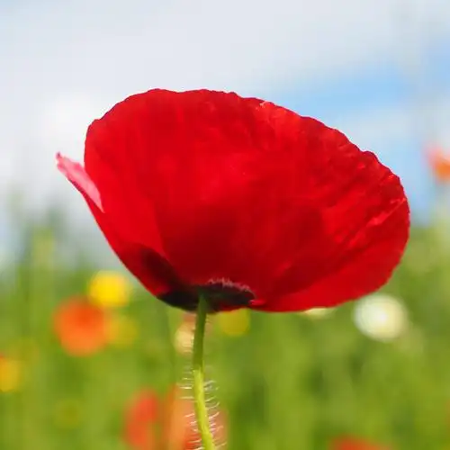 最毒罂粟花_黑白头像图片_扣扣居