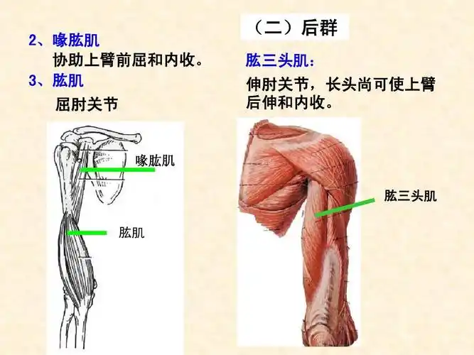 3,肱肌 屈肘关节 (二)后群 肱三头肌: 伸肘关节,长头尚可使上臂 荷祆