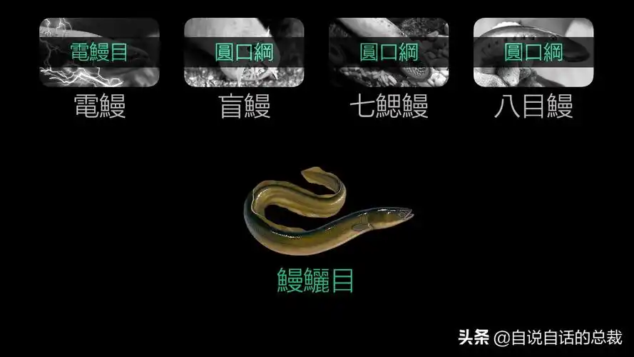 鳗鱼属于鳗鲡目,有一类会游回内陆生长,这就是欧洲鳗,日本鳗,统称河鳗