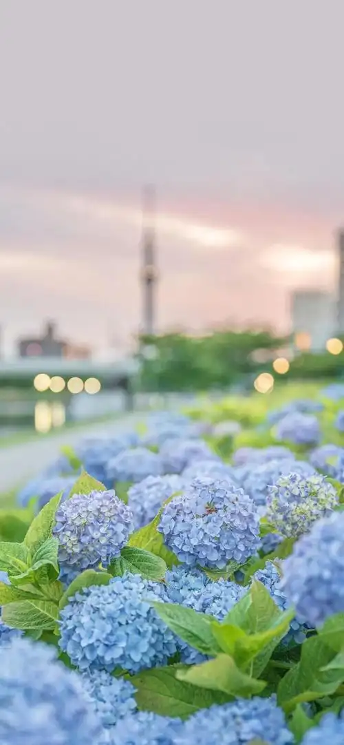 花花壁纸 绣球花