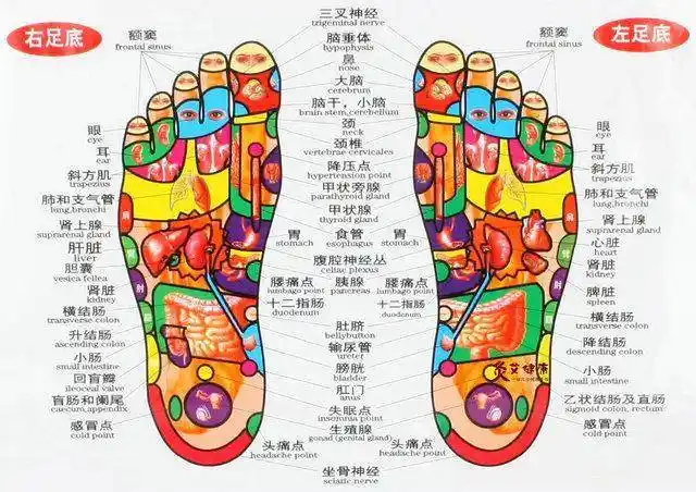 另外,由于脚部血液循环较快,皮肤的新陈代谢也同时加快,脚底的皮肤也