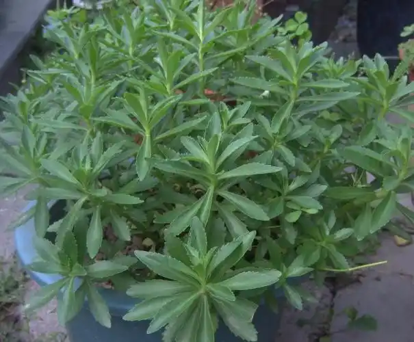 景天三七,中文学名费菜,景天科景天属植物.