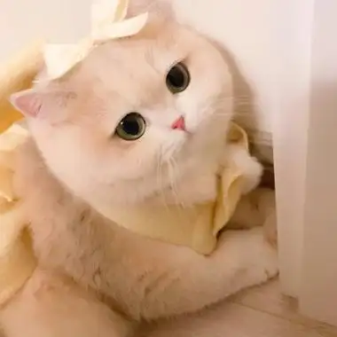 超萌小奶猫头像图片48张_动物头像_头像屋