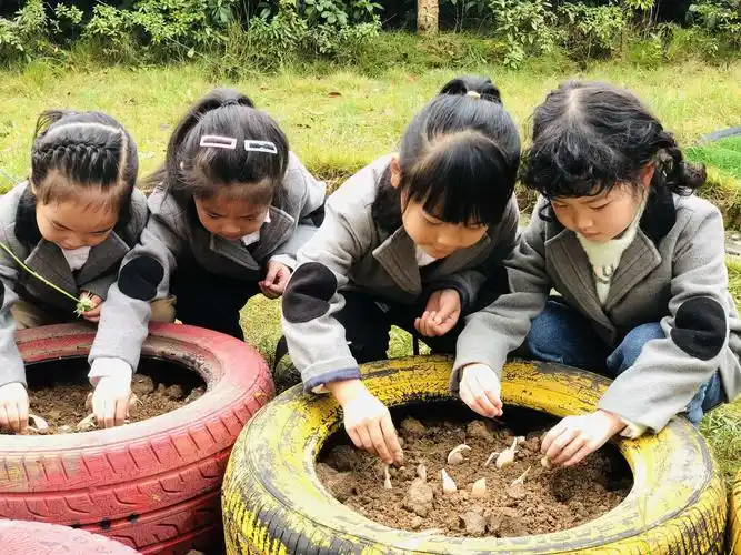 来凤清外博雅幼儿园——果果c班《种大蒜》