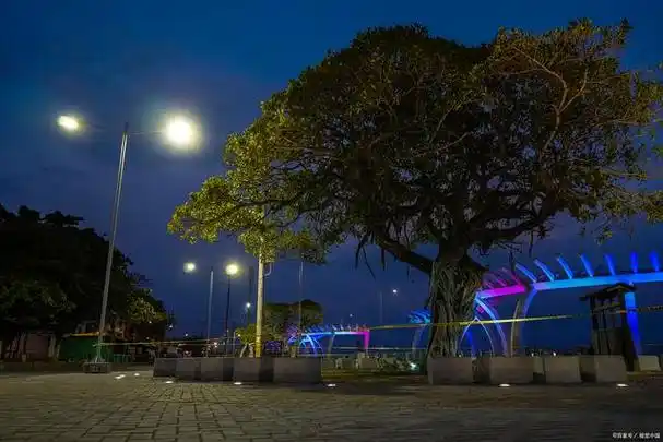 夏天的夜晚榕树下