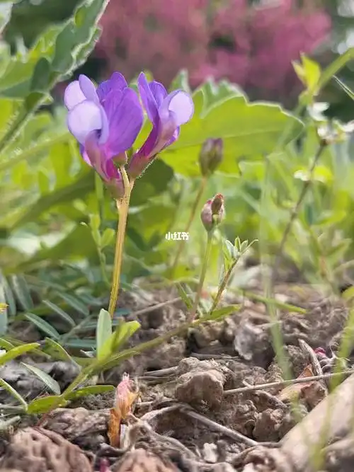 的欣赏一朵小野花#感知自然之美 #潍坊野花 #救荒野豌豆 #野豌豆花
