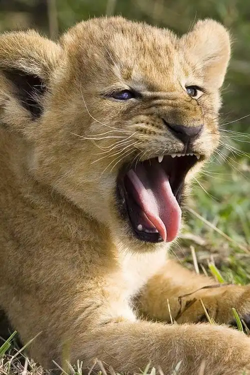 萌萌的小狮子手机锁屏壁纸