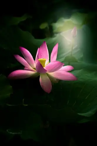 是日盛夏,见夏都公园池中荷花盛开,便驻足观赏.