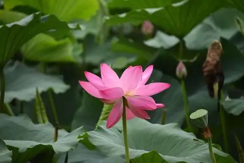 风景在湖中.2019年8月4日,o型血,摄影,制作.