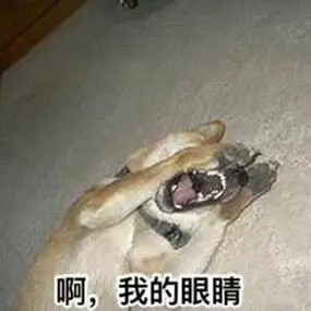 一组柴犬doge微信表情