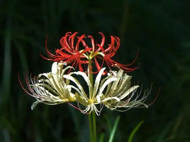 植物园内有一种神秘而妖娆的花(盛开的彼岸花,凄美的曼殊沙华的传说)