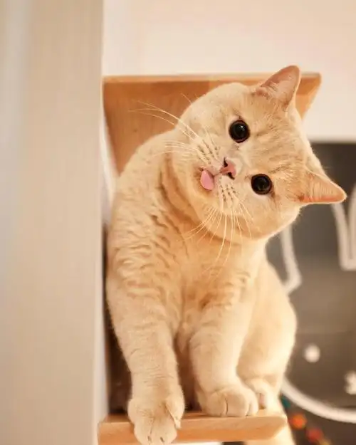 这样的歪头杀我能歪一整天