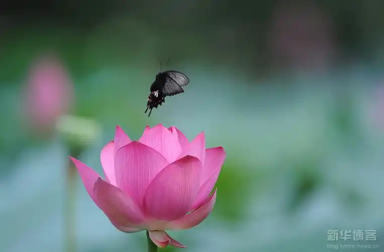 蝴蝶,蜻蜒,荷花,莲蓬