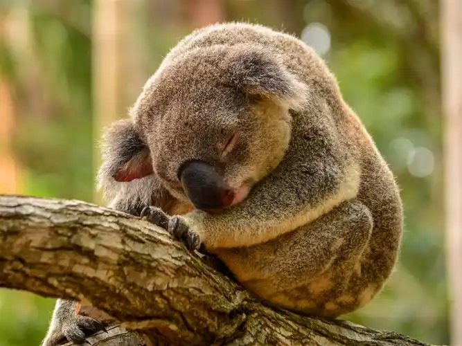 在树上睡觉的考拉4k