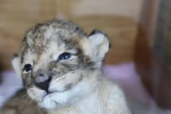 快来看刚出生12天的小狮子个个都是包子脸