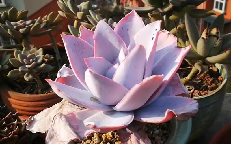 大猫多肉:广寒宫