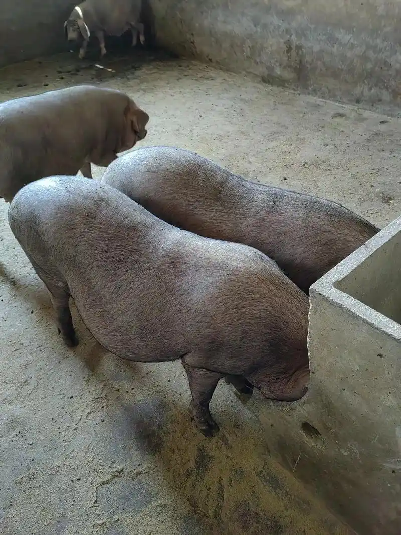 黑猪之二花脸( 毛少,能生,长的丑,脾气好 )猪中丑八怪,最 - 抖音