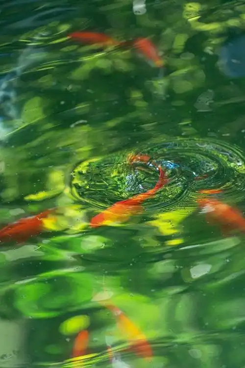 绿色护眼壁纸背景图