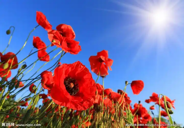 唯美红罂粟图片