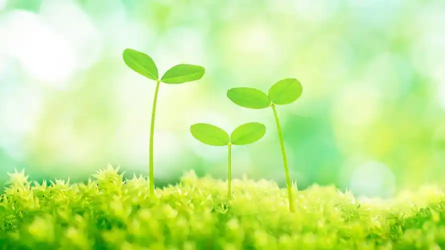 植物,植物,树芽,护眼,小清新,护眼小树芽壁纸