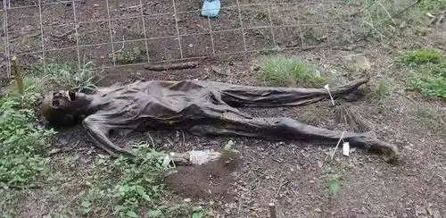 世界上首个"尸体农场"