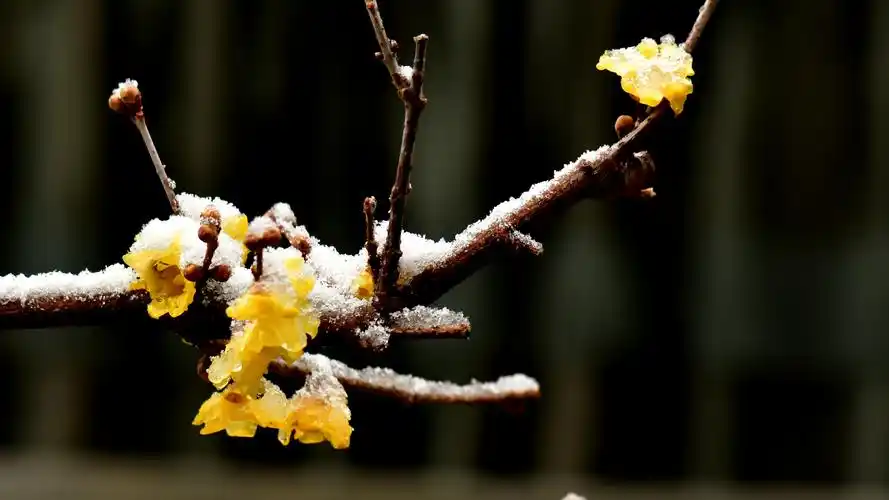 其它 梅花喜欢漫天雪 写美篇雪中北京颐和园乐农轩前的蜡梅花儿 (hyz