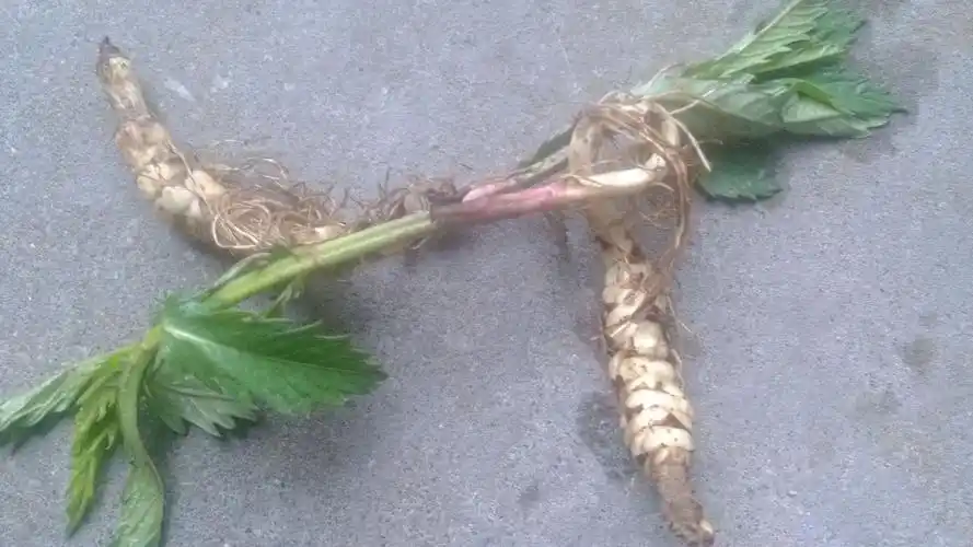 这是什么植物,具体的食用方法或者药用方法有吗?